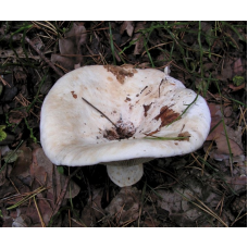 Мицелий Груздя осинового / Груздь тополевой (Lactarius controversus)